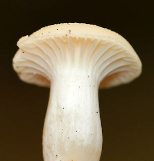 Snowy Waxcap - Cuphophyllus virgineus Habitat: Deciduous forest
https://www.jungledragon.com/image/92629/snowy_waxcap_-_cuphophyllus_virgineus.html
https://www.jungledragon.com/image/92627/snowy_waxcap_-_cuphophyllus_virgineus.html Cuphophyllus virgineus,Fall,Geotagged,Snowy Waxcap,United States