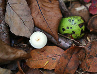Snowy Waxcap - Cuphophyllus virgineus Habitat: Deciduous forest<br />
https://www.jungledragon.com/image/92627/snowy_waxcap_-_cuphophyllus_virgineus.html<br />
https://www.jungledragon.com/image/92628/snowy_waxcap_-_cuphophyllus_virgineus.html Cuphophyllus virgineus,Fall,Geotagged,Snowy Waxcap,United States