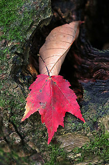 Red Maple Leaf - Acer rubrum Habitat: Mixed forest Acer rubrum,Fall,Geotagged,Red Maple,United States,leaf,maple,red lead