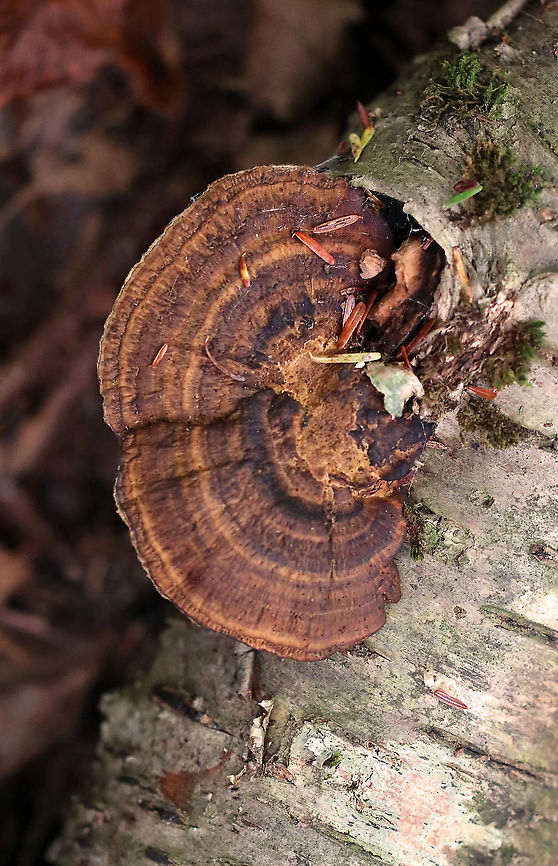 Thin-walled Maze Polypore - Daedaleopsis confragosa Habitat: Growing on birch Daedaleopsis,Daedaleopsis confragosa,Fall,Geotagged,United States,polypore