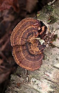 Thin-walled Maze Polypore - Daedaleopsis confragosa Habitat: Growing on birch Daedaleopsis,Daedaleopsis confragosa,Fall,Geotagged,United States,polypore