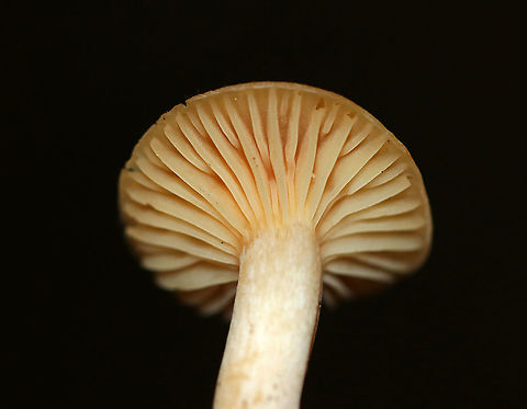 Meadow Waxcap - Cuphophyllus pratensis var. robustus Habitat: Mixed forest Cuphophyllus pratensis,Cuphophyllus pratensis var. robustus,Fall,Geotagged,Meadow waxcap,United States