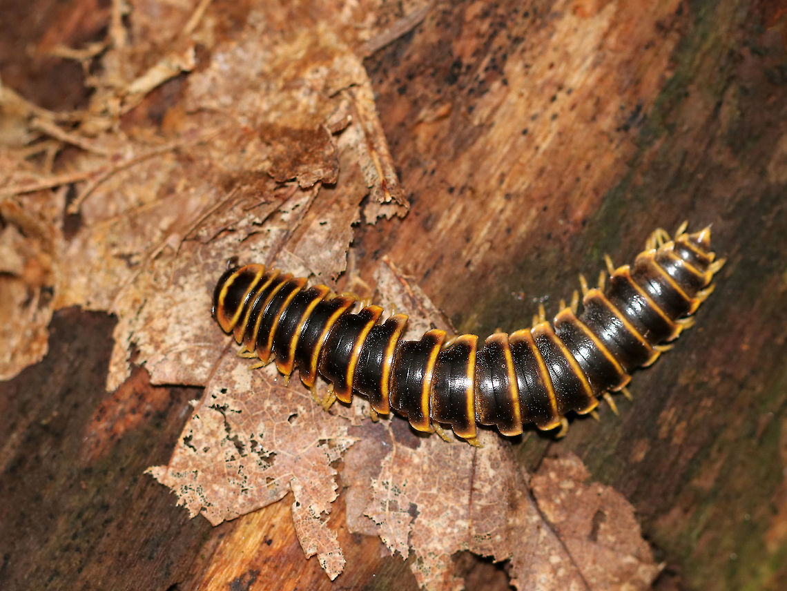 Flat-backed Millipede - Apheloria virginiensis Habitat: Mixed forest Apheloria virginiensis,Fall,Geotagged,United States,apheloria,millipede