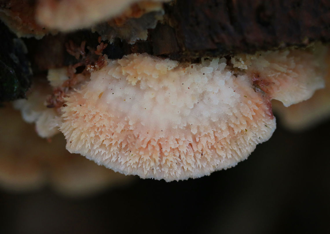 Trembling Phlebia - Phlebia tremellosa Fruiting bodies: Upper edges forming a woolly cap; flesh was gelatinous; undersurface wrinkled with no distinct pores; stem absent<br />
<br />
Habitat: Growing on the cut end of logs in a mixed forest<br />
<figure class="photo"><a href="https://www.jungledragon.com/image/92668/trembling_phlebia_-_phlebia_tremellosa.html" title="Trembling Phlebia - Phlebia tremellosa"><img src="https://s3.amazonaws.com/media.jungledragon.com/images/3232/92668_thumb.jpg?AWSAccessKeyId=05GMT0V3GWVNE7GGM1R2&Expires=1767225610&Signature=lQ%2Fo%2BZn0YtD3FB1XqITRelkbJLU%3D" width="200" height="154" alt="Trembling Phlebia - Phlebia tremellosa Fruiting bodies: Upper edges forming a woolly cap; flesh was gelatinous; undersurface wrinkled with no distinct pores; stem absent<br />
<br />
Habitat: Growing on the cut end of logs in a mixed forest<br />
https://www.jungledragon.com/image/92664/trembling_phlebia_-_phlebia_tremellosa.html<br />
https://www.jungledragon.com/image/92667/trembling_phlebia_-_phlebia_tremellosa.html<br />
https://www.jungledragon.com/image/92666/trembling_phlebia_-_phlebia_tremellosa.html<br />
https://www.jungledragon.com/image/92665/trembling_phlebia_-_phlebia_tremellosa.html Fall,Geotagged,Jelly Rot,Phlebia tremellosa,United States" /></a></figure><br />
<figure class="photo"><a href="https://www.jungledragon.com/image/92667/trembling_phlebia_-_phlebia_tremellosa.html" title="Trembling Phlebia - Phlebia tremellosa"><img src="https://s3.amazonaws.com/media.jungledragon.com/images/3232/92667_thumb.jpg?AWSAccessKeyId=05GMT0V3GWVNE7GGM1R2&Expires=1767225610&Signature=ze25ngjGeTvnnkt0Uey6CcNRlMc%3D" width="200" height="150" alt="Trembling Phlebia - Phlebia tremellosa Fruiting bodies: Upper edges forming a woolly cap; flesh was gelatinous; undersurface wrinkled with no distinct pores; stem absent<br />
<br />
Habitat: Growing on the cut end of logs in a mixed forest<br />
https://www.jungledragon.com/image/92664/trembling_phlebia_-_phlebia_tremellosa.html<br />
https://www.jungledragon.com/image/92668/trembling_phlebia_-_phlebia_tremellosa.html<br />
https://www.jungledragon.com/image/92666/trembling_phlebia_-_phlebia_tremellosa.html<br />
https://www.jungledragon.com/image/92665/trembling_phlebia_-_phlebia_tremellosa.html Fall,Geotagged,Jelly Rot,Phlebia tremellosa,United States" /></a></figure><br />
<figure class="photo"><a href="https://www.jungledragon.com/image/92666/trembling_phlebia_-_phlebia_tremellosa.html" title="Trembling Phlebia - Phlebia tremellosa"><img src="https://s3.amazonaws.com/media.jungledragon.com/images/3232/92666_thumb.jpg?AWSAccessKeyId=05GMT0V3GWVNE7GGM1R2&Expires=1767225610&Signature=zXSFUlDaPO4hStTjABmQXl9DLtA%3D" width="200" height="134" alt="Trembling Phlebia - Phlebia tremellosa Fruiting bodies: Upper edges forming a woolly cap; flesh was gelatinous; undersurface wrinkled with no distinct pores; stem absent<br />
<br />
Habitat: Growing on the cut end of logs in a mixed forest<br />
https://www.jungledragon.com/image/92667/trembling_phlebia_-_phlebia_tremellosa.html<br />
https://www.jungledragon.com/image/92665/trembling_phlebia_-_phlebia_tremellosa.html<br />
https://www.jungledragon.com/image/92668/trembling_phlebia_-_phlebia_tremellosa.html<br />
https://www.jungledragon.com/image/92664/trembling_phlebia_-_phlebia_tremellosa.html Fall,Geotagged,Jelly Rot,Phlebia tremellosa,United States" /></a></figure><br />
<figure class="photo"><a href="https://www.jungledragon.com/image/92665/trembling_phlebia_-_phlebia_tremellosa.html" title="Trembling Phlebia - Phlebia tremellosa"><img src="https://s3.amazonaws.com/media.jungledragon.com/images/3232/92665_thumb.jpg?AWSAccessKeyId=05GMT0V3GWVNE7GGM1R2&Expires=1767225610&Signature=3VyfaZxuaK8w%2FhIloMe60WI%2FnIM%3D" width="116" height="152" alt="Trembling Phlebia - Phlebia tremellosa Fruiting bodies: Upper edges forming a woolly cap; flesh was gelatinous; undersurface wrinkled with no distinct pores; stem absent<br />
<br />
Habitat: Growing on the cut end of logs in a mixed forest<br />
https://www.jungledragon.com/image/92666/trembling_phlebia_-_phlebia_tremellosa.html<br />
https://www.jungledragon.com/image/92667/trembling_phlebia_-_phlebia_tremellosa.html<br />
https://www.jungledragon.com/image/92668/trembling_phlebia_-_phlebia_tremellosa.html<br />
https://www.jungledragon.com/image/92664/trembling_phlebia_-_phlebia_tremellosa.html Fall,Geotagged,Jelly Rot,Phlebia tremellosa,United States" /></a></figure> Fall,Geotagged,Jelly Rot,Phlebia tremellosa,Trembling Phlebia,United States