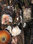 Trembling Phlebia - Phlebia tremellosa Fruiting bodies: Upper edges forming a woolly cap; flesh was gelatinous; undersurface wrinkled with no distinct pores; stem absent<br />
<br />
Habitat: Growing on the cut end of logs in a mixed forest<br />
https://www.jungledragon.com/image/92666/trembling_phlebia_-_phlebia_tremellosa.html<br />
https://www.jungledragon.com/image/92667/trembling_phlebia_-_phlebia_tremellosa.html<br />
https://www.jungledragon.com/image/92668/trembling_phlebia_-_phlebia_tremellosa.html<br />
https://www.jungledragon.com/image/92664/trembling_phlebia_-_phlebia_tremellosa.html Fall,Geotagged,Jelly Rot,Phlebia tremellosa,United States