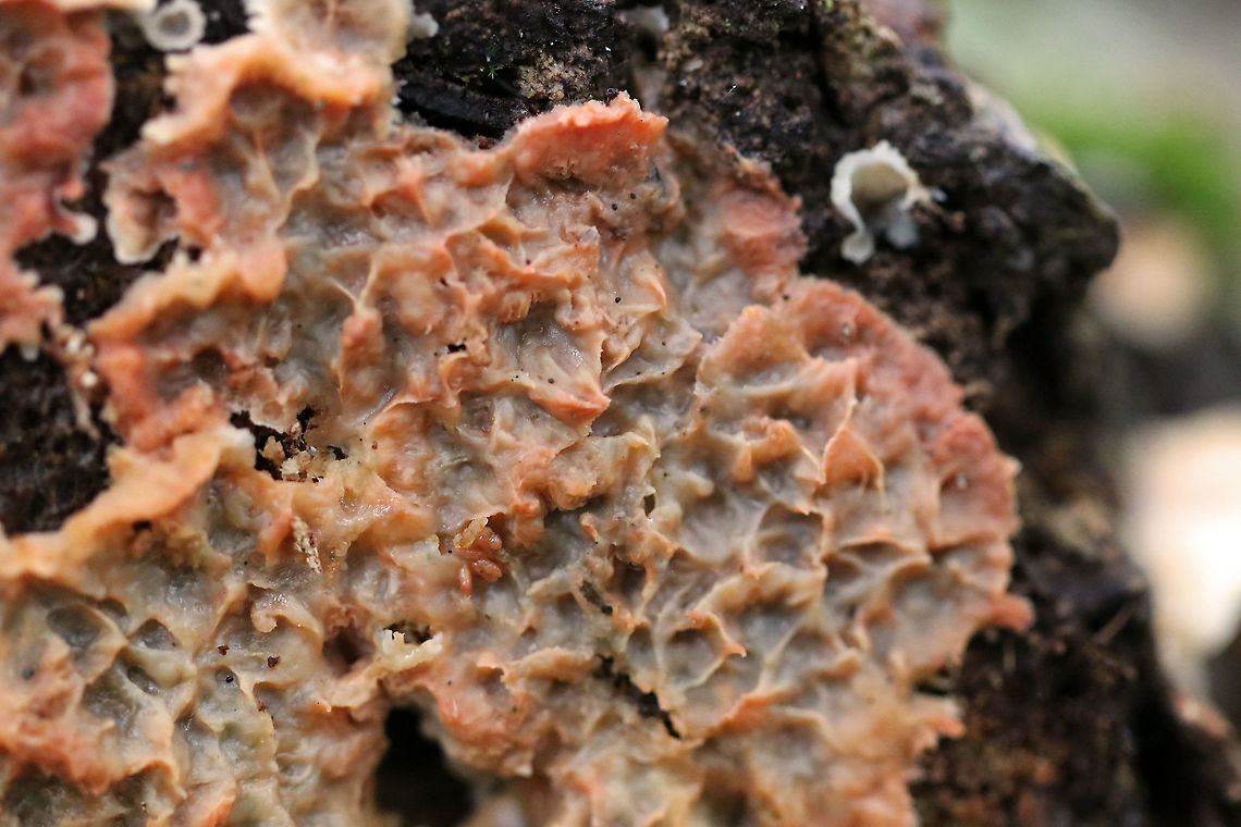 Trembling Phlebia - Phlebia tremellosa Fruiting bodies: Upper edges forming a woolly cap; flesh was gelatinous; undersurface wrinkled with no distinct pores; stem absent<br />
<br />
Habitat: Growing on the cut end of logs in a mixed forest<br />
<figure class="photo"><a href="https://www.jungledragon.com/image/92667/trembling_phlebia_-_phlebia_tremellosa.html" title="Trembling Phlebia - Phlebia tremellosa"><img src="https://s3.amazonaws.com/media.jungledragon.com/images/3232/92667_thumb.jpg?AWSAccessKeyId=05GMT0V3GWVNE7GGM1R2&Expires=1770854410&Signature=yob9mIiWuSZlL0hQTzs2bZsoZ2w%3D" width="200" height="150" alt="Trembling Phlebia - Phlebia tremellosa Fruiting bodies: Upper edges forming a woolly cap; flesh was gelatinous; undersurface wrinkled with no distinct pores; stem absent<br />
<br />
Habitat: Growing on the cut end of logs in a mixed forest<br />
https://www.jungledragon.com/image/92664/trembling_phlebia_-_phlebia_tremellosa.html<br />
https://www.jungledragon.com/image/92668/trembling_phlebia_-_phlebia_tremellosa.html<br />
https://www.jungledragon.com/image/92666/trembling_phlebia_-_phlebia_tremellosa.html<br />
https://www.jungledragon.com/image/92665/trembling_phlebia_-_phlebia_tremellosa.html Fall,Geotagged,Jelly Rot,Phlebia tremellosa,United States" /></a></figure><br />
<figure class="photo"><a href="https://www.jungledragon.com/image/92665/trembling_phlebia_-_phlebia_tremellosa.html" title="Trembling Phlebia - Phlebia tremellosa"><img src="https://s3.amazonaws.com/media.jungledragon.com/images/3232/92665_thumb.jpg?AWSAccessKeyId=05GMT0V3GWVNE7GGM1R2&Expires=1770854410&Signature=fQ1YbkfJfqlaYoAO%2FgOhbT6IHEM%3D" width="116" height="152" alt="Trembling Phlebia - Phlebia tremellosa Fruiting bodies: Upper edges forming a woolly cap; flesh was gelatinous; undersurface wrinkled with no distinct pores; stem absent<br />
<br />
Habitat: Growing on the cut end of logs in a mixed forest<br />
https://www.jungledragon.com/image/92666/trembling_phlebia_-_phlebia_tremellosa.html<br />
https://www.jungledragon.com/image/92667/trembling_phlebia_-_phlebia_tremellosa.html<br />
https://www.jungledragon.com/image/92668/trembling_phlebia_-_phlebia_tremellosa.html<br />
https://www.jungledragon.com/image/92664/trembling_phlebia_-_phlebia_tremellosa.html Fall,Geotagged,Jelly Rot,Phlebia tremellosa,United States" /></a></figure><br />
<figure class="photo"><a href="https://www.jungledragon.com/image/92668/trembling_phlebia_-_phlebia_tremellosa.html" title="Trembling Phlebia - Phlebia tremellosa"><img src="https://s3.amazonaws.com/media.jungledragon.com/images/3232/92668_thumb.jpg?AWSAccessKeyId=05GMT0V3GWVNE7GGM1R2&Expires=1770854410&Signature=2xlkjgNkcpvVl%2FU5bO96IU6R6%2BM%3D" width="200" height="154" alt="Trembling Phlebia - Phlebia tremellosa Fruiting bodies: Upper edges forming a woolly cap; flesh was gelatinous; undersurface wrinkled with no distinct pores; stem absent<br />
<br />
Habitat: Growing on the cut end of logs in a mixed forest<br />
https://www.jungledragon.com/image/92664/trembling_phlebia_-_phlebia_tremellosa.html<br />
https://www.jungledragon.com/image/92667/trembling_phlebia_-_phlebia_tremellosa.html<br />
https://www.jungledragon.com/image/92666/trembling_phlebia_-_phlebia_tremellosa.html<br />
https://www.jungledragon.com/image/92665/trembling_phlebia_-_phlebia_tremellosa.html Fall,Geotagged,Jelly Rot,Phlebia tremellosa,United States" /></a></figure><br />
<figure class="photo"><a href="https://www.jungledragon.com/image/92664/trembling_phlebia_-_phlebia_tremellosa.html" title="Trembling Phlebia - Phlebia tremellosa"><img src="https://s3.amazonaws.com/media.jungledragon.com/images/3232/92664_thumb.jpg?AWSAccessKeyId=05GMT0V3GWVNE7GGM1R2&Expires=1770854410&Signature=RkiuYdlGK7BIXjeGfL%2FKt%2Fr6d7k%3D" width="200" height="144" alt="Trembling Phlebia - Phlebia tremellosa Fruiting bodies: Upper edges forming a woolly cap; flesh was gelatinous; undersurface wrinkled with no distinct pores; stem absent<br />
<br />
Habitat: Growing on the cut end of logs in a mixed forest<br />
https://www.jungledragon.com/image/92668/trembling_phlebia_-_phlebia_tremellosa.html<br />
https://www.jungledragon.com/image/92667/trembling_phlebia_-_phlebia_tremellosa.html<br />
https://www.jungledragon.com/image/92666/trembling_phlebia_-_phlebia_tremellosa.html<br />
https://www.jungledragon.com/image/92665/trembling_phlebia_-_phlebia_tremellosa.html Fall,Geotagged,Jelly Rot,Phlebia tremellosa,Trembling Phlebia,United States" /></a></figure> Fall,Geotagged,Jelly Rot,Phlebia tremellosa,United States