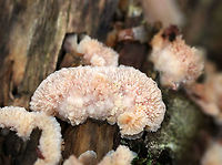 Trembling Phlebia - Phlebia tremellosa Fruiting bodies: Upper edges forming a woolly cap; flesh was gelatinous; undersurface wrinkled with no distinct pores; stem absent<br />
<br />
Habitat: Growing on the cut end of logs in a mixed forest<br />
https://www.jungledragon.com/image/92664/trembling_phlebia_-_phlebia_tremellosa.html<br />
https://www.jungledragon.com/image/92668/trembling_phlebia_-_phlebia_tremellosa.html<br />
https://www.jungledragon.com/image/92666/trembling_phlebia_-_phlebia_tremellosa.html<br />
https://www.jungledragon.com/image/92665/trembling_phlebia_-_phlebia_tremellosa.html Fall,Geotagged,Jelly Rot,Phlebia tremellosa,United States