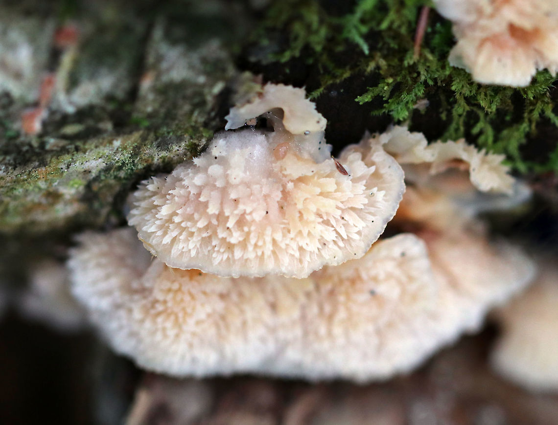 Trembling Phlebia - Phlebia tremellosa Fruiting bodies: Upper edges forming a woolly cap; flesh was gelatinous; undersurface wrinkled with no distinct pores; stem absent<br />
<br />
Habitat: Growing on the cut end of logs in a mixed forest<br />
<figure class="photo"><a href="https://www.jungledragon.com/image/92664/trembling_phlebia_-_phlebia_tremellosa.html" title="Trembling Phlebia - Phlebia tremellosa"><img src="https://s3.amazonaws.com/media.jungledragon.com/images/3232/92664_thumb.jpg?AWSAccessKeyId=05GMT0V3GWVNE7GGM1R2&Expires=1767225610&Signature=IKh17OR6bCMj%2BeaUE5fiwCSLpzk%3D" width="200" height="144" alt="Trembling Phlebia - Phlebia tremellosa Fruiting bodies: Upper edges forming a woolly cap; flesh was gelatinous; undersurface wrinkled with no distinct pores; stem absent<br />
<br />
Habitat: Growing on the cut end of logs in a mixed forest<br />
https://www.jungledragon.com/image/92668/trembling_phlebia_-_phlebia_tremellosa.html<br />
https://www.jungledragon.com/image/92667/trembling_phlebia_-_phlebia_tremellosa.html<br />
https://www.jungledragon.com/image/92666/trembling_phlebia_-_phlebia_tremellosa.html<br />
https://www.jungledragon.com/image/92665/trembling_phlebia_-_phlebia_tremellosa.html Fall,Geotagged,Jelly Rot,Phlebia tremellosa,Trembling Phlebia,United States" /></a></figure><br />
<figure class="photo"><a href="https://www.jungledragon.com/image/92667/trembling_phlebia_-_phlebia_tremellosa.html" title="Trembling Phlebia - Phlebia tremellosa"><img src="https://s3.amazonaws.com/media.jungledragon.com/images/3232/92667_thumb.jpg?AWSAccessKeyId=05GMT0V3GWVNE7GGM1R2&Expires=1767225610&Signature=ze25ngjGeTvnnkt0Uey6CcNRlMc%3D" width="200" height="150" alt="Trembling Phlebia - Phlebia tremellosa Fruiting bodies: Upper edges forming a woolly cap; flesh was gelatinous; undersurface wrinkled with no distinct pores; stem absent<br />
<br />
Habitat: Growing on the cut end of logs in a mixed forest<br />
https://www.jungledragon.com/image/92664/trembling_phlebia_-_phlebia_tremellosa.html<br />
https://www.jungledragon.com/image/92668/trembling_phlebia_-_phlebia_tremellosa.html<br />
https://www.jungledragon.com/image/92666/trembling_phlebia_-_phlebia_tremellosa.html<br />
https://www.jungledragon.com/image/92665/trembling_phlebia_-_phlebia_tremellosa.html Fall,Geotagged,Jelly Rot,Phlebia tremellosa,United States" /></a></figure><br />
<figure class="photo"><a href="https://www.jungledragon.com/image/92666/trembling_phlebia_-_phlebia_tremellosa.html" title="Trembling Phlebia - Phlebia tremellosa"><img src="https://s3.amazonaws.com/media.jungledragon.com/images/3232/92666_thumb.jpg?AWSAccessKeyId=05GMT0V3GWVNE7GGM1R2&Expires=1767225610&Signature=zXSFUlDaPO4hStTjABmQXl9DLtA%3D" width="200" height="134" alt="Trembling Phlebia - Phlebia tremellosa Fruiting bodies: Upper edges forming a woolly cap; flesh was gelatinous; undersurface wrinkled with no distinct pores; stem absent<br />
<br />
Habitat: Growing on the cut end of logs in a mixed forest<br />
https://www.jungledragon.com/image/92667/trembling_phlebia_-_phlebia_tremellosa.html<br />
https://www.jungledragon.com/image/92665/trembling_phlebia_-_phlebia_tremellosa.html<br />
https://www.jungledragon.com/image/92668/trembling_phlebia_-_phlebia_tremellosa.html<br />
https://www.jungledragon.com/image/92664/trembling_phlebia_-_phlebia_tremellosa.html Fall,Geotagged,Jelly Rot,Phlebia tremellosa,United States" /></a></figure><br />
<figure class="photo"><a href="https://www.jungledragon.com/image/92665/trembling_phlebia_-_phlebia_tremellosa.html" title="Trembling Phlebia - Phlebia tremellosa"><img src="https://s3.amazonaws.com/media.jungledragon.com/images/3232/92665_thumb.jpg?AWSAccessKeyId=05GMT0V3GWVNE7GGM1R2&Expires=1767225610&Signature=3VyfaZxuaK8w%2FhIloMe60WI%2FnIM%3D" width="116" height="152" alt="Trembling Phlebia - Phlebia tremellosa Fruiting bodies: Upper edges forming a woolly cap; flesh was gelatinous; undersurface wrinkled with no distinct pores; stem absent<br />
<br />
Habitat: Growing on the cut end of logs in a mixed forest<br />
https://www.jungledragon.com/image/92666/trembling_phlebia_-_phlebia_tremellosa.html<br />
https://www.jungledragon.com/image/92667/trembling_phlebia_-_phlebia_tremellosa.html<br />
https://www.jungledragon.com/image/92668/trembling_phlebia_-_phlebia_tremellosa.html<br />
https://www.jungledragon.com/image/92664/trembling_phlebia_-_phlebia_tremellosa.html Fall,Geotagged,Jelly Rot,Phlebia tremellosa,United States" /></a></figure> Fall,Geotagged,Jelly Rot,Phlebia tremellosa,United States