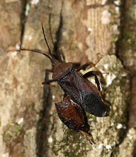 Leaf-footed Bug - Acanthocephala terminalis This dude had something stuck to its hind leg. I should have pulled it off, but I was afraid its leg would come off too.

Habitat: Mixed forest Acanthocephala,Acanthocephala terminalis,Fall,Geotagged,United States,bug,insect,leaf-footed bug