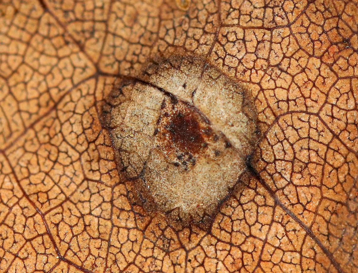 Unknown Gall - Acericecis ocellaris?? The leaf was dead, and the colors of the gall were faded. It could be Acericecis ocellaris, but I&#039;m not sure.<br />
<figure class="photo"><a href="https://www.jungledragon.com/image/92675/unknown_gall_-_acericecis_ocellaris.html" title="Unknown Gall - Acericecis ocellaris??"><img src="https://s3.amazonaws.com/media.jungledragon.com/images/3232/92675_thumb.jpg?AWSAccessKeyId=05GMT0V3GWVNE7GGM1R2&Expires=1759968010&Signature=uN53OVafaxMz6Np6KMKe2cB%2FAsw%3D" width="200" height="124" alt="Unknown Gall - Acericecis ocellaris?? The leaf was dead, and the colors of the gall were faded. It could be Acericecis ocellaris, but I&#039;m not sure.<br />
https://www.jungledragon.com/image/92672/unknown_gall_-_acericecis_ocellaris.html<br />
https://www.jungledragon.com/image/92674/unknown_gall_-_acericecis_ocellaris.html Fall,Geotagged,United States,gall" /></a></figure><br />
<figure class="photo"><a href="https://www.jungledragon.com/image/92674/unknown_gall_-_acericecis_ocellaris.html" title="Unknown Gall - Acericecis ocellaris??"><img src="https://s3.amazonaws.com/media.jungledragon.com/images/3232/92674_thumb.jpg?AWSAccessKeyId=05GMT0V3GWVNE7GGM1R2&Expires=1759968010&Signature=EXWIrA9MMvFmUSk1XC%2FpHeJf7Vo%3D" width="128" height="152" alt="Unknown Gall - Acericecis ocellaris?? The leaf was dead, and the colors of the gall were faded. It could be Acericecis ocellaris, but I&#039;m not sure.<br />
https://www.jungledragon.com/image/92672/unknown_gall_-_acericecis_ocellaris.html<br />
https://www.jungledragon.com/image/92675/unknown_gall_-_acericecis_ocellaris.html Fall,Geotagged,United States,gall" /></a></figure><br />
<br />
 Fall,Geotagged,United States,gall