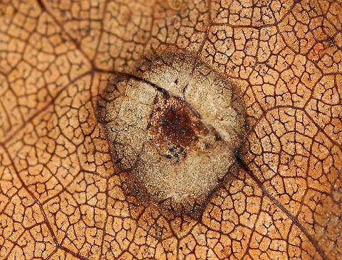 Unknown Gall - Acericecis ocellaris?? The leaf was dead, and the colors of the gall were faded. It could be Acericecis ocellaris, but I'm not sure.
https://www.jungledragon.com/image/92675/unknown_gall_-_acericecis_ocellaris.html
https://www.jungledragon.com/image/92674/unknown_gall_-_acericecis_ocellaris.html

 Fall,Geotagged,United States,gall