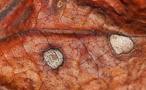 Unknown Gall - Acericecis ocellaris?? The leaf was dead, and the colors of the gall were faded. It could be Acericecis ocellaris, but I'm not sure.
https://www.jungledragon.com/image/92672/unknown_gall_-_acericecis_ocellaris.html
https://www.jungledragon.com/image/92674/unknown_gall_-_acericecis_ocellaris.html Fall,Geotagged,United States,gall