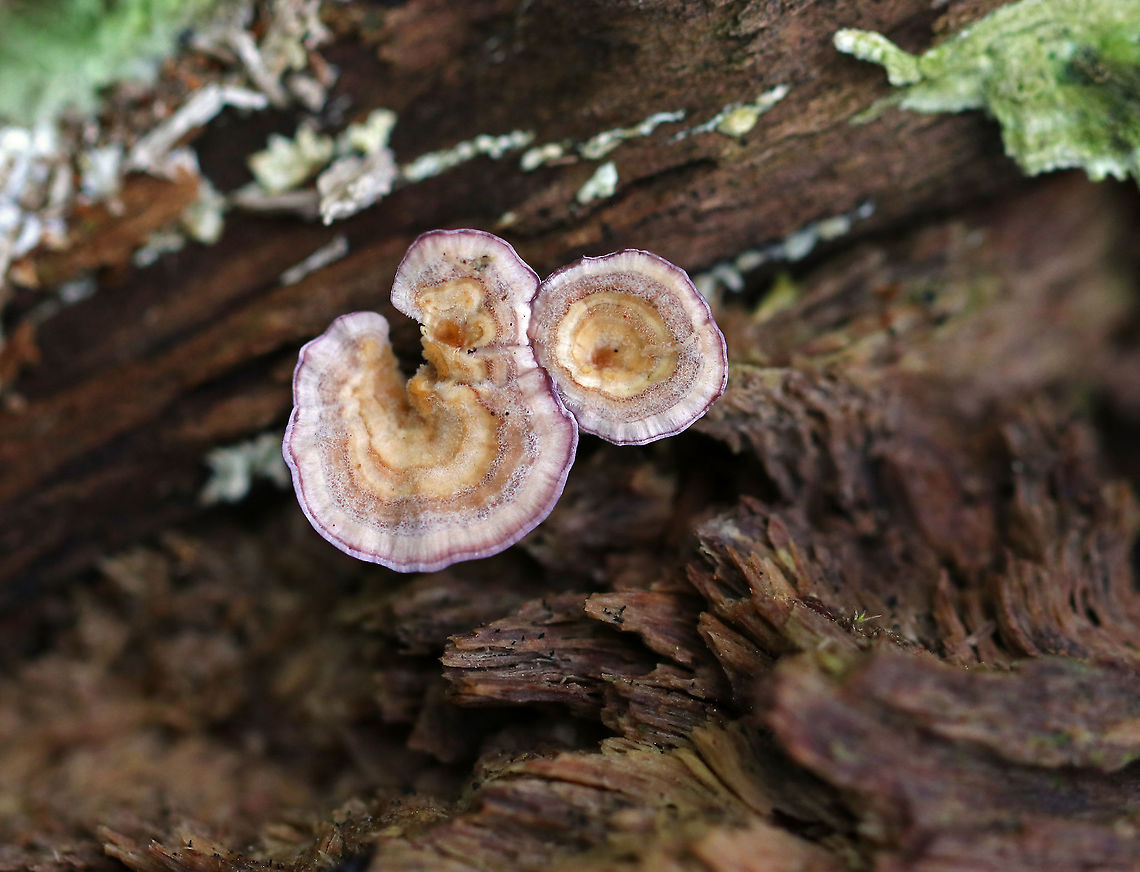 Violet-toothed Polypore - Trichaptum biforme Brackets had a finely hairy upper surface that had white, tan, and lilac zones of color. <br />
<br />
Habitat: Growing on rotting hardwood. Fall,Geotagged,Trichaptum biforme,United States,Violet-toothed Polypore,fungus,polypore