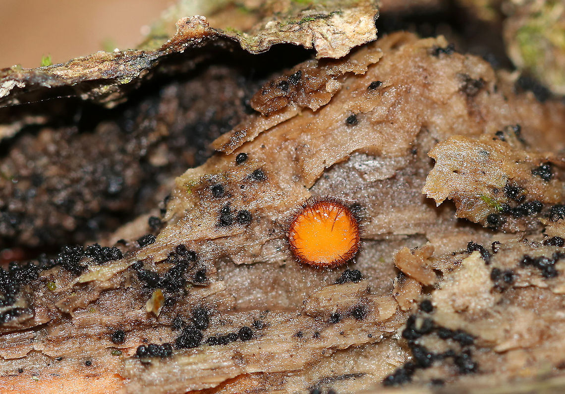 Eyelash Cup - Scutellinia scutellata Habitat: Rotting wood Eyelash cup,Fall,Geotagged,Scutellinia scutellata,United States,fungus