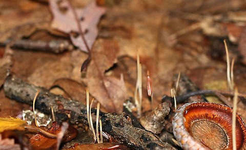 Slender Club - Macrotyphula juncea These whitish club fungi were about 3 - 5 cm tall and less than a mm wide. No odor was detected.

Habitat: Leaf litter in a mixed forest Fall,Geotagged,Macrotyphula juncea,Slender Club,United States