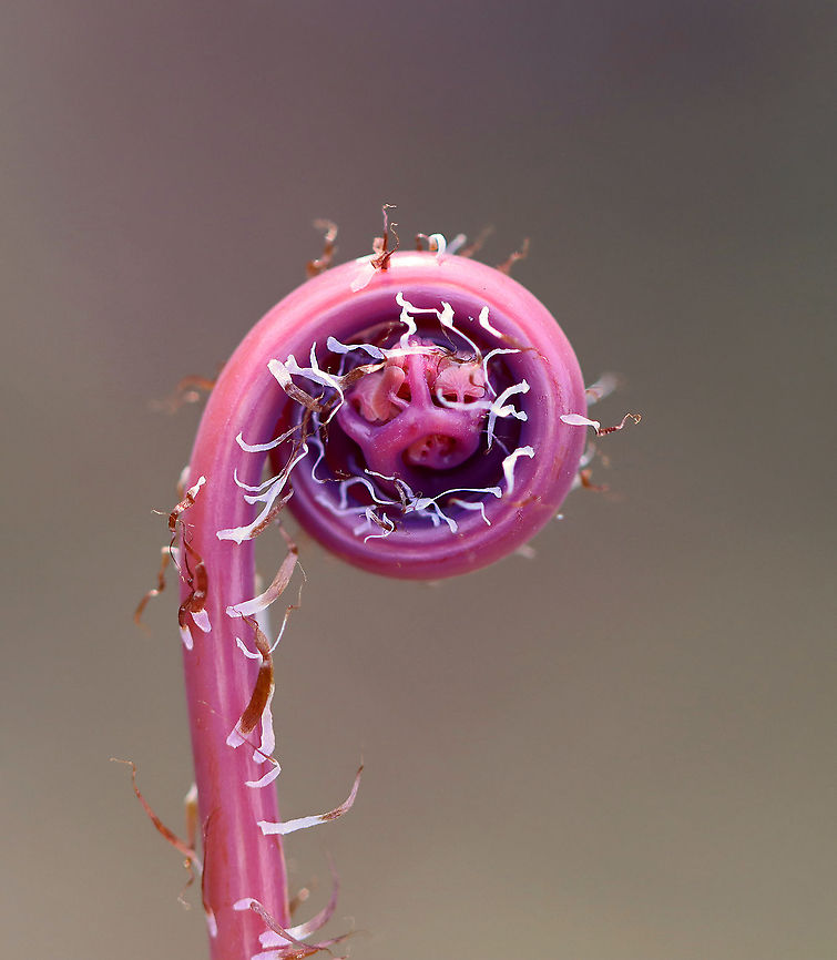 Northern Maindenhair Fern (Fiddlehead) - Adiantum pedatum Just starting to uncurl...<br />
<br />
Habitat: Bog Adiantum,Adiantum pedatum,Geotagged,Northern maidenhair,United States,Winter,fern,fiddlehead