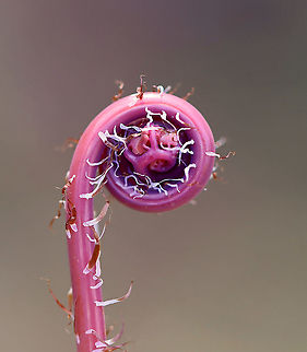 Northern Maindenhair Fern (Fiddlehead) - Adiantum pedatum Just starting to uncurl...

Habitat: Bog Adiantum,Adiantum pedatum,Geotagged,Northern maidenhair,United States,Winter,fern,fiddlehead