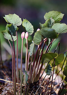 Twinleaf - Jeffersonia diphylla The common name, twinleaf, suggests that the plant has two leaves, but there are actually more. Each leaf is divided into two nearly separate leaflets.

This plant is native to eastern North America and is rare - it's protected as threatened in New York.

Native Americans used the root of this plant to make tea for many illnesses. It was also used externally as a wash for rheumatism, sores, and ulcers. But, the plant is probably toxic, so it should be avoided.

Habitat: Wetland
https://www.jungledragon.com/image/92801/twinleaf_-_jeffersonia_diphylla.html Geotagged,Jeffersonia,Jeffersonia diphylla,Twinleaf,United States,Winter