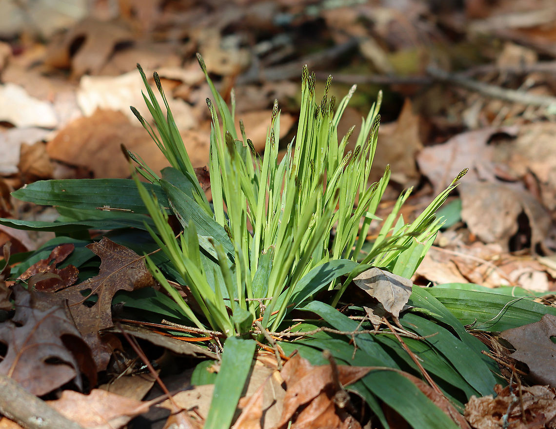 Plantain-leaved Sedge - Carex plantaginea *I need to confirm the species ID*<br />
<br />
Habitat: Growing in a clump in a deciduous forest<br />
<figure class="photo"><a href="https://www.jungledragon.com/image/92803/plantain-leaved_sedge_-_carex_plantaginea.html" title="Plantain-leaved Sedge - Carex plantaginea"><img src="https://s3.amazonaws.com/media.jungledragon.com/images/3232/92803_thumb.jpg?AWSAccessKeyId=05GMT0V3GWVNE7GGM1R2&Expires=1759968010&Signature=SbcMaOgaedWJYoPiHjnyuOPjtsk%3D" width="128" height="152" alt="Plantain-leaved Sedge - Carex plantaginea *I need to confirm the species ID*<br />
<br />
Habitat: Growing in a clump in a deciduous forest<br />
https://www.jungledragon.com/image/92802/plantain-leaved_sedge_-_carex_plantaginea.html Carex plantaginea,Geotagged,United States,Winter" /></a></figure> Carex plantaginea,Geotagged,United States,Winter,carex,plantain-leaved sedge,sedge