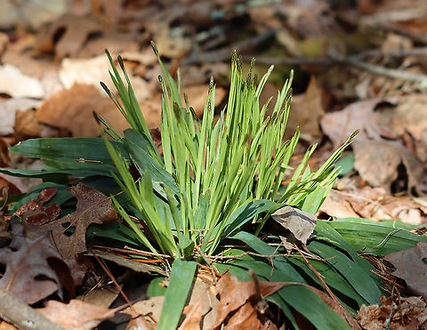 Plantain-leaved Sedge - Carex plantaginea *I need to confirm the species ID*

Habitat: Growing in a clump in a deciduous forest
https://www.jungledragon.com/image/92803/plantain-leaved_sedge_-_carex_plantaginea.html Carex plantaginea,Geotagged,United States,Winter,carex,plantain-leaved sedge,sedge