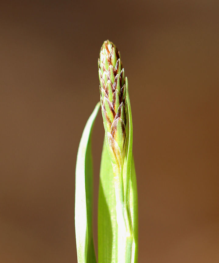 Plantain-leaved Sedge - Carex plantaginea *I need to confirm the species ID*<br />
<br />
Habitat: Growing in a clump in a deciduous forest<br />
<figure class="photo"><a href="https://www.jungledragon.com/image/92802/plantain-leaved_sedge_-_carex_plantaginea.html" title="Plantain-leaved Sedge - Carex plantaginea"><img src="https://s3.amazonaws.com/media.jungledragon.com/images/3232/92802_thumb.jpg?AWSAccessKeyId=05GMT0V3GWVNE7GGM1R2&Expires=1769040010&Signature=nxLGUXd6rBnDRow%2FgwEs%2Bay8JAM%3D" width="200" height="156" alt="Plantain-leaved Sedge - Carex plantaginea *I need to confirm the species ID*<br />
<br />
Habitat: Growing in a clump in a deciduous forest<br />
https://www.jungledragon.com/image/92803/plantain-leaved_sedge_-_carex_plantaginea.html Carex plantaginea,Geotagged,United States,Winter,carex,plantain-leaved sedge,sedge" /></a></figure> Carex plantaginea,Geotagged,United States,Winter