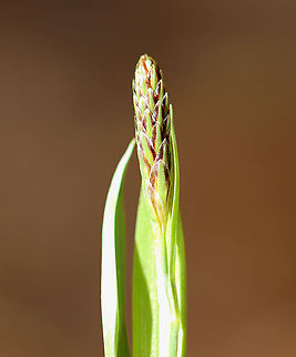 Plantain-leaved Sedge - Carex plantaginea *I need to confirm the species ID*

Habitat: Growing in a clump in a deciduous forest
https://www.jungledragon.com/image/92802/plantain-leaved_sedge_-_carex_plantaginea.html Carex plantaginea,Geotagged,United States,Winter