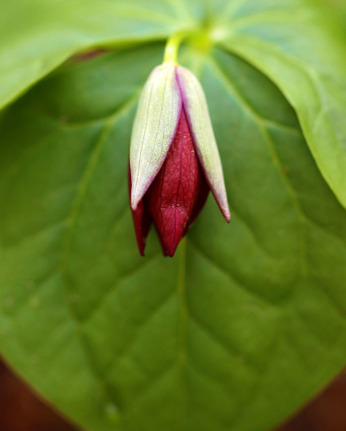 Red Trillium - Trillium erectum Finally starting to bloom!<br />
<br />
Purple-red flowers have 3 petals that are above whorls of pointed triple leaves. The petals have a foul smell, which attracts carrion flies (and other insects) that act as pollinators.<br />
<br />
Habitat: Wooded wetland Geotagged,Red trillium,Stinking Benjamin,Trillium,Trillium erectum,United States,Winter,wake-robin