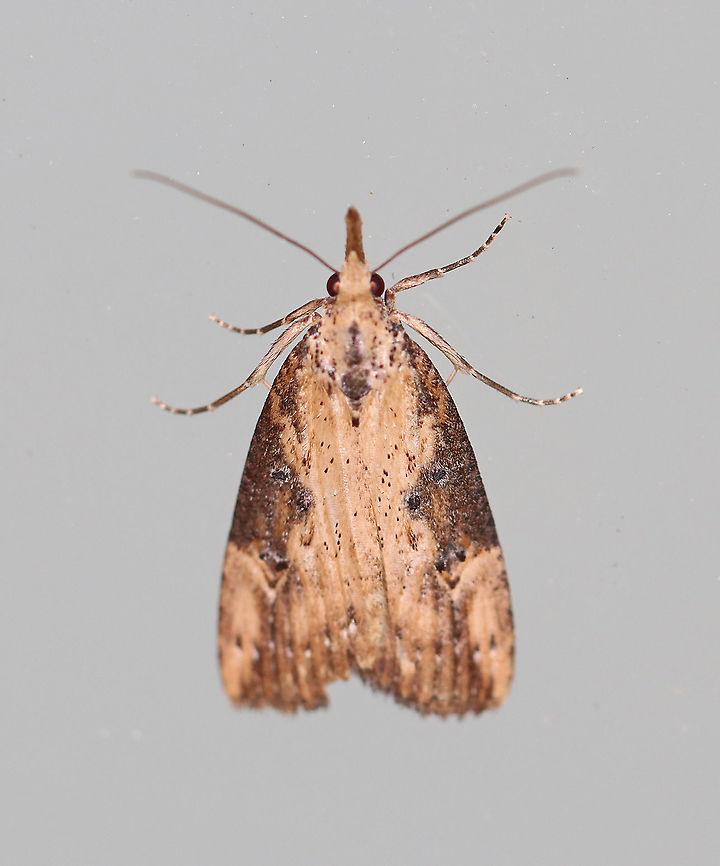 Hypena humuli - Hop Vine Moth TL: ~15 mm. Small black orbicular spot; PM lines fade before reaching inner margin; short apical dash; distal half of costa has pale brown patch. Hosts: Common hop and stinging nettle.<br />
<br />
Habitat: Attracted to a 395 nm LED light in a rural area<br />
<br />
2020(13) Geotagged,Hypena humuli,Spring,United States,hop looper,hop vine moth,hypena,moth