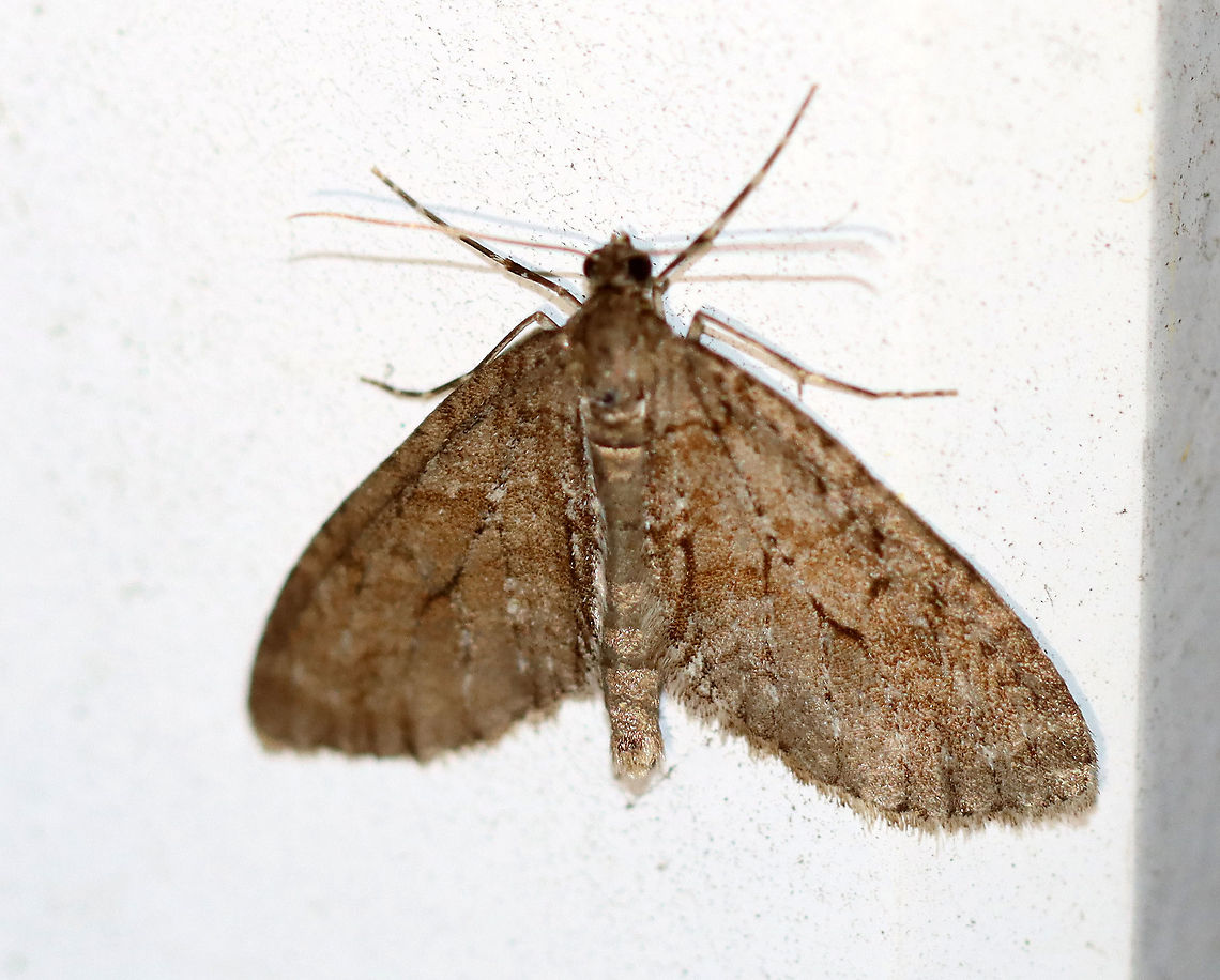 Mottled Gray Carpet - Cladara limitaria WS: ~25 mm. VERY variable species; this individual was brownish and had a bulging PM line; Hosts: Sheep Laurel and coniferous trees.<br />
<br />
Habitat: Attracted to a 395 nm LED light in a rural area.<br />
<br />
2020(14) Cladara,Cladara limitaria,Geotagged,Mottled Gray Carpet Moth,Spring,United States,moth