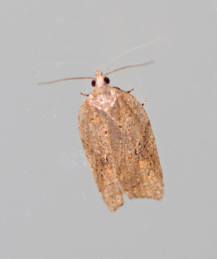 White-lined Leafroller - Amorbia humerosana?? I think this is a white-lined leafroller, but it was faded.  I need to confirm the ID though.<br />
<br />
Habitat: Attracted to a 395 nm LED light in a rural area.<br />
<br />
2020(15) Amorbia,Amorbia humerosana,Geotagged,Spring,United States,White-lined leafroller,moth