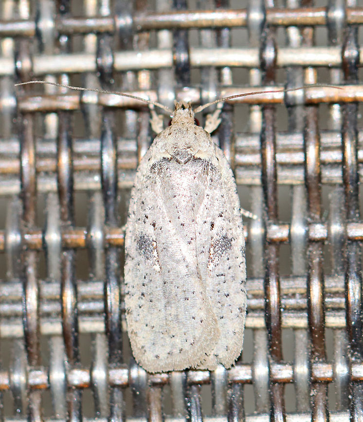 Canadian Agonopterix - Agonopterix canadensis TL: ~10 mm. Very pale FW that was mottled with dark scales. Costa is white basally. Black blotch in median area, flanked with smaller dots. Host: Ragwort<br />
<br />
Habitat: Attracted to a 395 nm LED light in a rural area.<br />
<br />
2020(16) Agonopterix,Agonopterix canadensis,Canadian Agonopterix,Geotagged,Spring,United States,moth