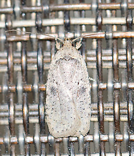 Canadian Agonopterix - Agonopterix canadensis TL: ~10 mm. Very pale FW that was mottled with dark scales. Costa is white basally. Black blotch in median area, flanked with smaller dots. Host: Ragwort

Habitat: Attracted to a 395 nm LED light in a rural area.

2020(16) Agonopterix,Agonopterix canadensis,Canadian Agonopterix,Geotagged,Spring,United States,moth