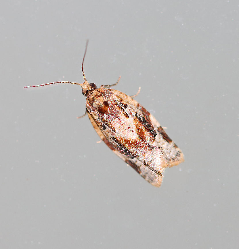 Red-banded Leafroller Moth - Argyrotaenia velutinana Total length: ~10 mm. Whitish forewing is mottled gray and reddish brown in basal and subterminal areas.<br />
<br />
Habitat: Attracted to a 395 nm light in a rural area.<br />
<br />
2020(17) Argyrotaenia,Argyrotaenia velutinana,Geotagged,Red-banded leafroller moth,Spring,United States,moth