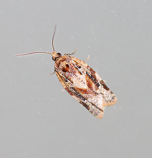 Red-banded Leafroller Moth - Argyrotaenia velutinana Total length: ~10 mm. Whitish forewing is mottled gray and reddish brown in basal and subterminal areas.

Habitat: Attracted to a 395 nm light in a rural area.

2020(17) Argyrotaenia,Argyrotaenia velutinana,Geotagged,Red-banded leafroller moth,Spring,United States,moth