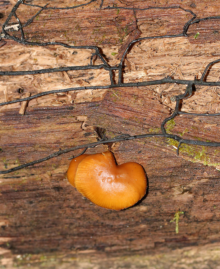 Funeral Bells - Galerina marginata I don&#039;t like the lighting in this photo, but I thought the fungal mycelium (black strands) was cool.<br />
<br />
Habitat: Rotting wood Deadly Galerina,Fall,Funeral Bells,Galerina,Galerina marginata,Geotagged,United States,fungus