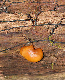 Funeral Bells - Galerina marginata I don't like the lighting in this photo, but I thought the fungal mycelium (black strands) was cool.

Habitat: Rotting wood Deadly Galerina,Fall,Funeral Bells,Galerina,Galerina marginata,Geotagged,United States,fungus