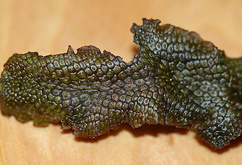 Snakewort - Conocephalum salebrosum I first found this plant a couple weeks ago. I went back this past weekend to collect a piece, and here it is. It's not as green as it was initially.

Habitat: Growing on a rock in a wetland/floodplain
https://www.jungledragon.com/image/92906/snakewort_-_conocephalum_salebrosum.html
https://www.jungledragon.com/image/92905/snakewort_-_conocephalum_salebrosum.html
https://www.jungledragon.com/image/92904/snakewort_-_conocephalum_salebrosum.html


April 1st:
https://www.jungledragon.com/image/91844/snakewort_-_conocephalum_salebrosum.html
 Conocephalum salebrosum,Geotagged,Snakewort,Spring,United States