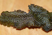 Snakewort - Conocephalum salebrosum I first found this plant a couple weeks ago. I went back this past weekend to collect a piece, and here it is. It's not as green as it was initially.<br />
<br />
Habitat: Growing on a rock in a wetland/floodplain<br />
https://www.jungledragon.com/image/92906/snakewort_-_conocephalum_salebrosum.html<br />
https://www.jungledragon.com/image/92905/snakewort_-_conocephalum_salebrosum.html<br />
https://www.jungledragon.com/image/92904/snakewort_-_conocephalum_salebrosum.html<br />
<br />
<br />
April 1st:<br />
https://www.jungledragon.com/image/91844/snakewort_-_conocephalum_salebrosum.html<br />
Conocephalum salebrosum,Geotagged,Snakewort,Spring,United States