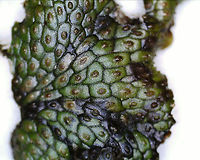 Snakewort - Conocephalum salebrosum Viewed under a digital scope. The focus is so sensitive that a single, tiny vibration throws it off.<br />
<br />
Habitat: Growing on a rock in a wetland/floodplain<br />
https://www.jungledragon.com/image/92905/snakewort_-_conocephalum_salebrosum.html<br />
https://www.jungledragon.com/image/92906/snakewort_-_conocephalum_salebrosum.html<br />
https://www.jungledragon.com/image/92903/snakewort_-_conocephalum_salebrosum.html Conocephalum salebrosum,Geotagged,Snakewort,United States