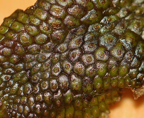 Snakewort - Conocephalum salebrosum Habitat: Growing on a rock in a wetland/floodplain
https://www.jungledragon.com/image/92903/snakewort_-_conocephalum_salebrosum.html
https://www.jungledragon.com/image/92906/snakewort_-_conocephalum_salebrosum.html
https://www.jungledragon.com/image/92904/snakewort_-_conocephalum_salebrosum.html Conocephalum salebrosum,Geotagged,Snakewort,Spring,United States
