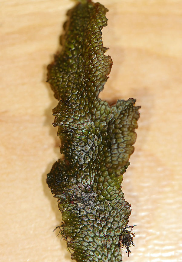 Snakewort - Conocephalum salebrosum Habitat: Growing on a rock in a wetland/floodplain<br />
<figure class="photo"><a href="https://www.jungledragon.com/image/92903/snakewort_-_conocephalum_salebrosum.html" title="Snakewort - Conocephalum salebrosum"><img src="https://s3.amazonaws.com/media.jungledragon.com/images/3232/92903_thumb.jpg?AWSAccessKeyId=05GMT0V3GWVNE7GGM1R2&Expires=1767225610&Signature=Jv0nI4ZMgFiLgz2X13M7UAWtLow%3D" width="200" height="138" alt="Snakewort - Conocephalum salebrosum I first found this plant a couple weeks ago. I went back this past weekend to collect a piece, and here it is. It&#039;s not as green as it was initially.<br />
<br />
Habitat: Growing on a rock in a wetland/floodplain<br />
https://www.jungledragon.com/image/92906/snakewort_-_conocephalum_salebrosum.html<br />
https://www.jungledragon.com/image/92905/snakewort_-_conocephalum_salebrosum.html<br />
https://www.jungledragon.com/image/92904/snakewort_-_conocephalum_salebrosum.html<br />
<br />
<br />
April 1st:<br />
https://www.jungledragon.com/image/91844/snakewort_-_conocephalum_salebrosum.html<br />
 Conocephalum salebrosum,Geotagged,Snakewort,Spring,United States" /></a></figure><br />
<figure class="photo"><a href="https://www.jungledragon.com/image/92905/snakewort_-_conocephalum_salebrosum.html" title="Snakewort - Conocephalum salebrosum"><img src="https://s3.amazonaws.com/media.jungledragon.com/images/3232/92905_thumb.jpg?AWSAccessKeyId=05GMT0V3GWVNE7GGM1R2&Expires=1767225610&Signature=odXQsHED40pAyR%2B1xDK1KrXdb7I%3D" width="200" height="166" alt="Snakewort - Conocephalum salebrosum Habitat: Growing on a rock in a wetland/floodplain<br />
https://www.jungledragon.com/image/92903/snakewort_-_conocephalum_salebrosum.html<br />
https://www.jungledragon.com/image/92906/snakewort_-_conocephalum_salebrosum.html<br />
https://www.jungledragon.com/image/92904/snakewort_-_conocephalum_salebrosum.html Conocephalum salebrosum,Geotagged,Snakewort,Spring,United States" /></a></figure><br />
<figure class="photo"><a href="https://www.jungledragon.com/image/92904/snakewort_-_conocephalum_salebrosum.html" title="Snakewort - Conocephalum salebrosum"><img src="https://s3.amazonaws.com/media.jungledragon.com/images/3232/92904_thumb.jpg?AWSAccessKeyId=05GMT0V3GWVNE7GGM1R2&Expires=1767225610&Signature=XYpjfDOFE0KXwZfTYLuBwSSdqM8%3D" width="200" height="160" alt="Snakewort - Conocephalum salebrosum Viewed under a digital scope. The focus is so sensitive that a single, tiny vibration throws it off.<br />
<br />
Habitat: Growing on a rock in a wetland/floodplain<br />
https://www.jungledragon.com/image/92905/snakewort_-_conocephalum_salebrosum.html<br />
https://www.jungledragon.com/image/92906/snakewort_-_conocephalum_salebrosum.html<br />
https://www.jungledragon.com/image/92903/snakewort_-_conocephalum_salebrosum.html Conocephalum salebrosum,Geotagged,Snakewort,United States" /></a></figure> Conocephalum salebrosum,Geotagged,Snakewort,Spring,United States