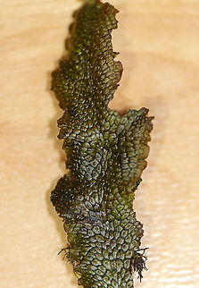 Snakewort - Conocephalum salebrosum Habitat: Growing on a rock in a wetland/floodplain
https://www.jungledragon.com/image/92903/snakewort_-_conocephalum_salebrosum.html
https://www.jungledragon.com/image/92905/snakewort_-_conocephalum_salebrosum.html
https://www.jungledragon.com/image/92904/snakewort_-_conocephalum_salebrosum.html Conocephalum salebrosum,Geotagged,Snakewort,Spring,United States