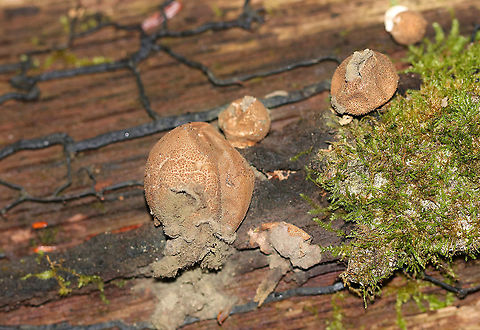 Pear-shaped Puffball -  Lycoperdon pyriforme Old, puffed-out puffballs.

Habitat: Rotting wood Fall,Geotagged,Lycoperdon pyriforme,Pear-shaped Puffball,United States,fungus,puffball