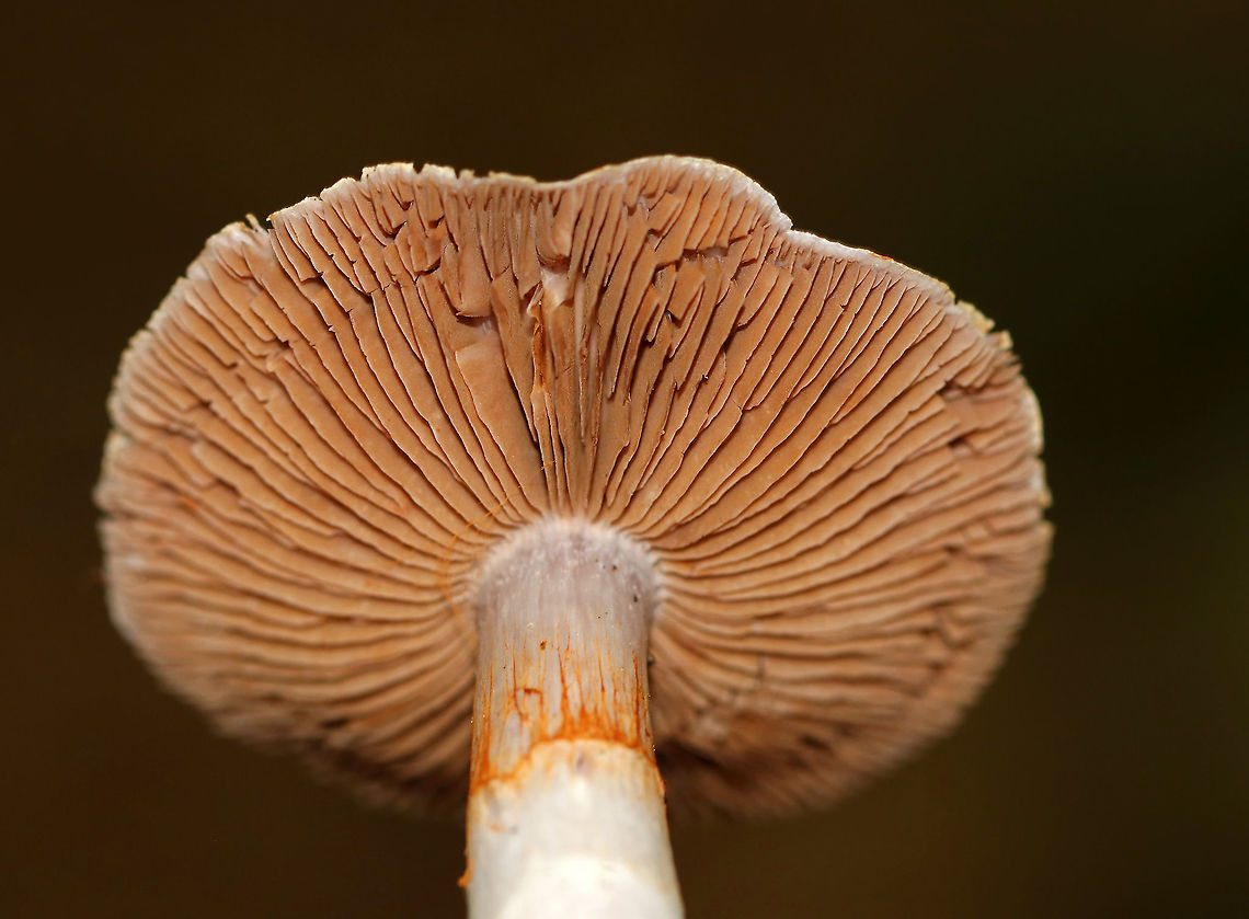 Mushroom - Cortinarius sp. Not sure which species this is yet.<br />
<br />
Habitat: Mostly deciduous forest<br />
<figure class="photo"><a href="https://www.jungledragon.com/image/92915/mushroom_-_cortinarius_sp.html" title="Mushroom - Cortinarius sp."><img src="https://s3.amazonaws.com/media.jungledragon.com/images/3232/92915_thumb.jpg?AWSAccessKeyId=05GMT0V3GWVNE7GGM1R2&Expires=1761782410&Signature=80b0h9T5FcpV0pEZxUJpSK0H108%3D" width="128" height="152" alt="Mushroom - Cortinarius sp. Not sure which species this is yet.<br />
<br />
Habitat: Mostly deciduous forest<br />
https://www.jungledragon.com/image/92914/mushroom_-_cortinarius_sp.html Fall,Geotagged,United States" /></a></figure> Cortinarius,Fall,Geotagged,United States,fungus,mushroom