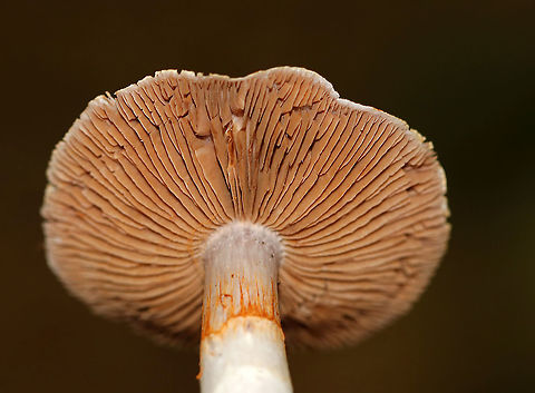 Mushroom - Cortinarius sp. Not sure which species this is yet.

Habitat: Mostly deciduous forest
https://www.jungledragon.com/image/92915/mushroom_-_cortinarius_sp.html Cortinarius,Fall,Geotagged,United States,fungus,mushroom