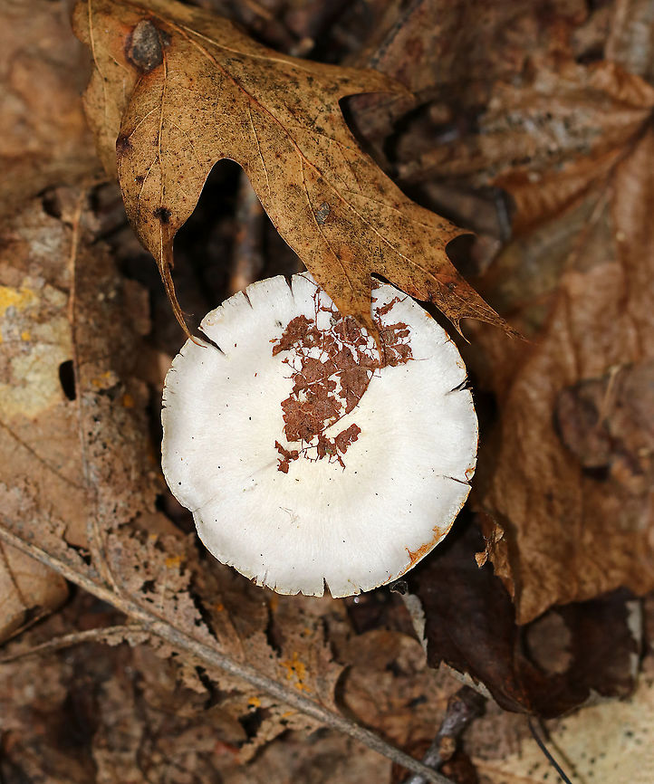 Mushroom - Cortinarius sp. Not sure which species this is yet.<br />
<br />
Habitat: Mostly deciduous forest<br />
<figure class="photo"><a href="https://www.jungledragon.com/image/92914/mushroom_-_cortinarius_sp.html" title="Mushroom - Cortinarius sp."><img src="https://s3.amazonaws.com/media.jungledragon.com/images/3232/92914_thumb.jpg?AWSAccessKeyId=05GMT0V3GWVNE7GGM1R2&Expires=1761782410&Signature=GlpOB426i6J0mRTEneafgY0f95c%3D" width="200" height="148" alt="Mushroom - Cortinarius sp. Not sure which species this is yet.<br />
<br />
Habitat: Mostly deciduous forest<br />
https://www.jungledragon.com/image/92915/mushroom_-_cortinarius_sp.html Cortinarius,Fall,Geotagged,United States,fungus,mushroom" /></a></figure> Fall,Geotagged,United States