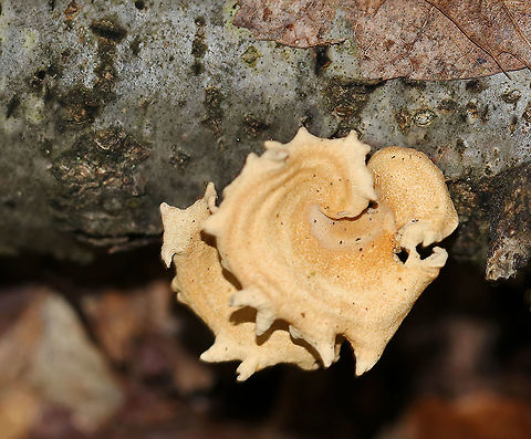Bitter Oyster - Panellus stipticus Habitat: Growing on rotting wood in a mixed forest
https://www.jungledragon.com/image/92917/bitter_oyster_-_panellus_stipticus.html Bitter oyster,Fall,Geotagged,Panellus,Panellus stipticus,United States,fungus,mushroom