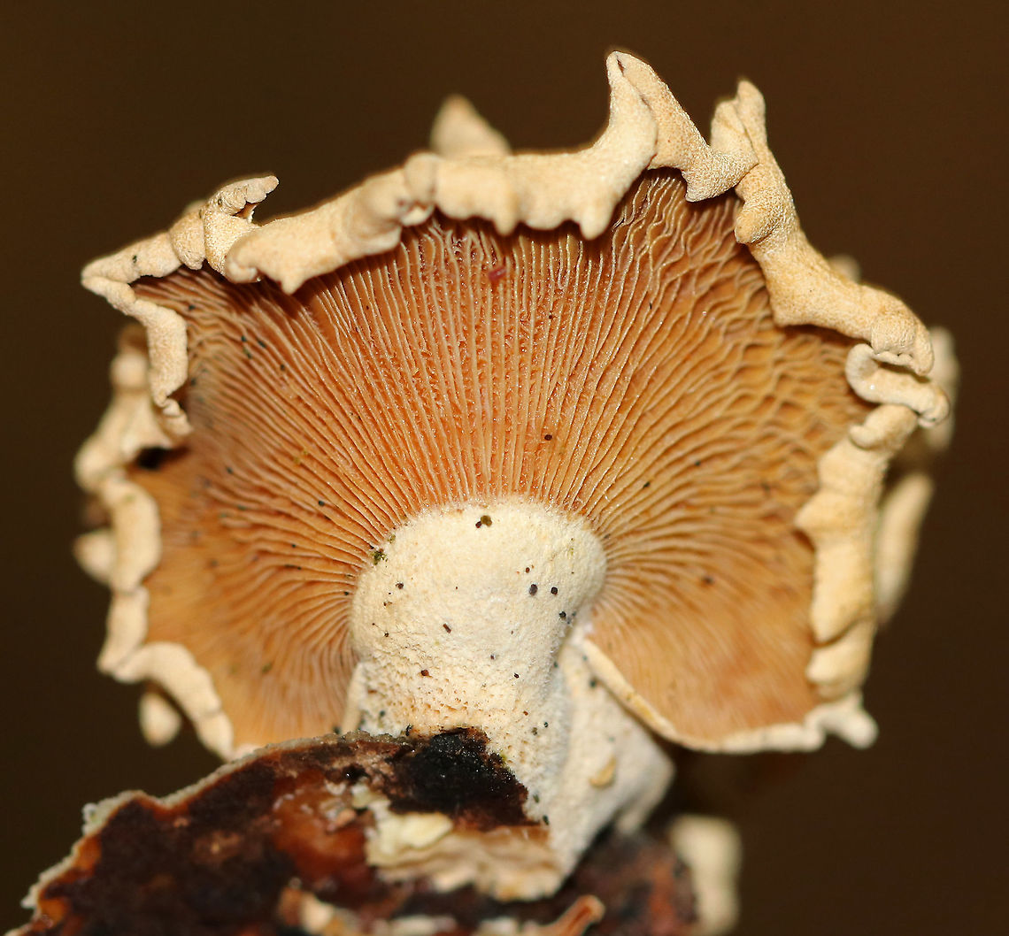 Bitter Oyster - Panellus stipticus Habitat: Growing on rotting wood in a mixed forest<br />
<figure class="photo"><a href="https://www.jungledragon.com/image/92916/bitter_oyster_-_panellus_stipticus.html" title="Bitter Oyster - Panellus stipticus"><img src="https://s3.amazonaws.com/media.jungledragon.com/images/3232/92916_thumb.jpg?AWSAccessKeyId=05GMT0V3GWVNE7GGM1R2&Expires=1759968010&Signature=sPUBwXsJVoW06efG%2F2k28HRx4%2Fs%3D" width="200" height="166" alt="Bitter Oyster - Panellus stipticus Habitat: Growing on rotting wood in a mixed forest<br />
https://www.jungledragon.com/image/92917/bitter_oyster_-_panellus_stipticus.html Bitter oyster,Fall,Geotagged,Panellus,Panellus stipticus,United States,fungus,mushroom" /></a></figure> Bitter oyster,Fall,Geotagged,Panellus stipticus,United States