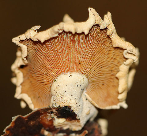 Bitter Oyster - Panellus stipticus Habitat: Growing on rotting wood in a mixed forest
https://www.jungledragon.com/image/92916/bitter_oyster_-_panellus_stipticus.html Bitter oyster,Fall,Geotagged,Panellus stipticus,United States