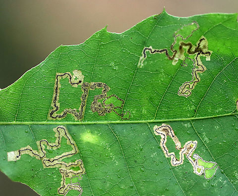 Stigmella castaneaefoliella I think the bottom two and top right mines are Stigmella castaneaefoliella. The mine in the upper left may be from a different species of Stigmella.

Habitat: Chestnut leaf  Fall,Geotagged,Nepticulidae,Stigmella,Stigmella castaneaefoliella,United States,leaf mine,leaf miner,linear mine